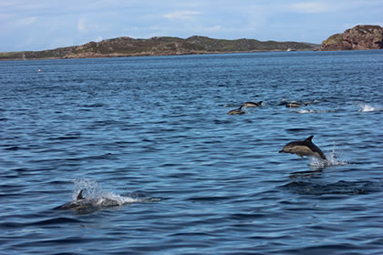 Dolphin Watching at Summer Isles